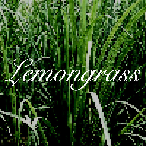 lemongrass